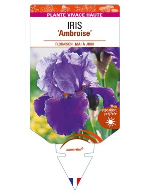 IRIS (germanica) 'Ambroise'