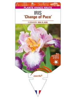 IRIS (germanica) 'Change of Pace'