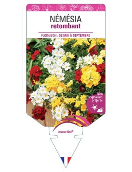 NÉMÉSIA RETOMBANT (VARIÉ)