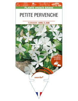 VINCA minor 'Alba' voir PETITE PERVENCHE *