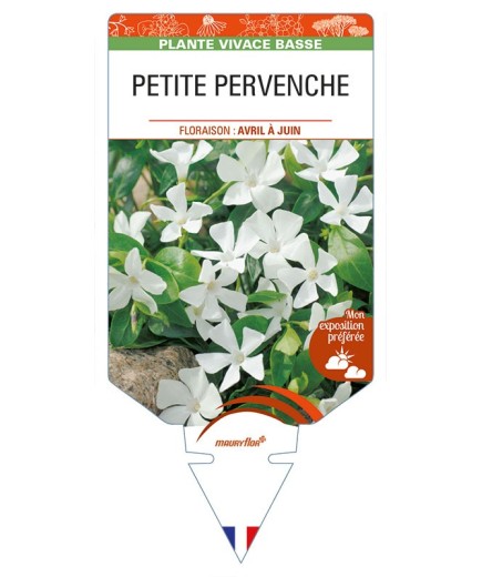 VINCA minor 'Alba' voir PETITE PERVENCHE *
