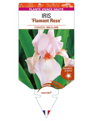 IRIS (germanica) 'Flamant Rose'