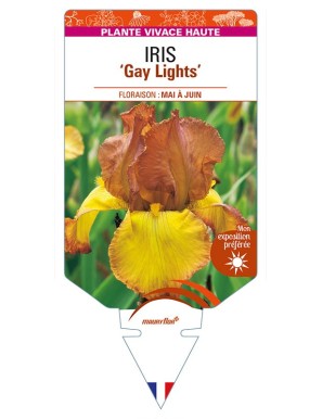 IRIS (germanica) 'Gay Lights'