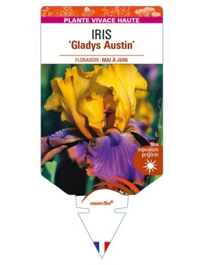 IRIS (germanica) 'Gladys Austin'