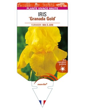 IRIS (germanica) 'Granada Gold'