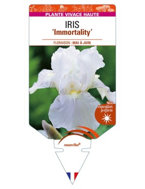 IRIS (germanica) 'Immortality'