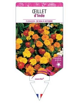 ŒILLET D'INDE (DOUBLE VARIÉ)