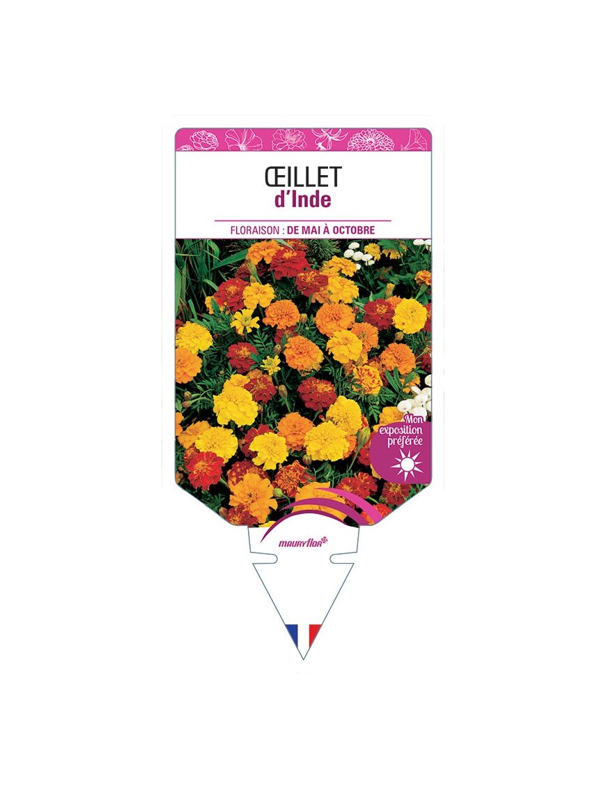 ŒILLET D'INDE (DOUBLE VARIÉ)