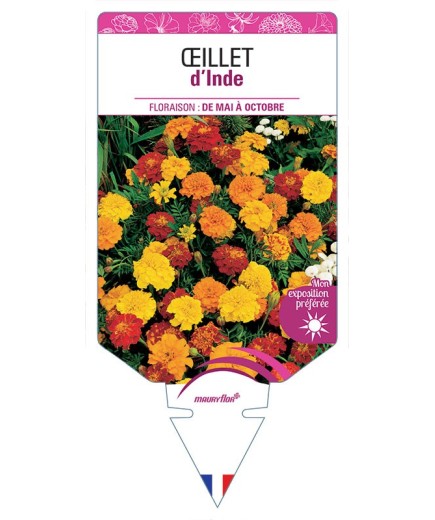 ŒILLET D'INDE (DOUBLE VARIÉ)