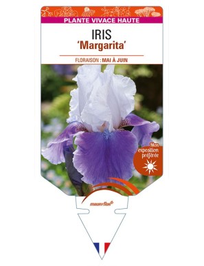 IRIS (germanica) 'Margarita'