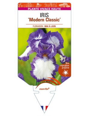 IRIS (germanica) 'Modern Classic'