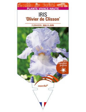 IRIS (germanica) 'Olivier de Clisson'
