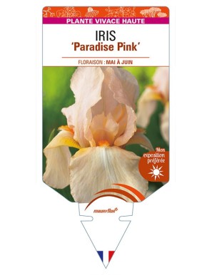 IRIS (germanica) 'Paradise Pink'