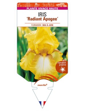 IRIS (germanica) 'Radiant Apogee'