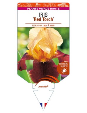 IRIS (germanica) 'Red Torch'