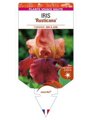 IRIS (germanica) 'Rusticana'