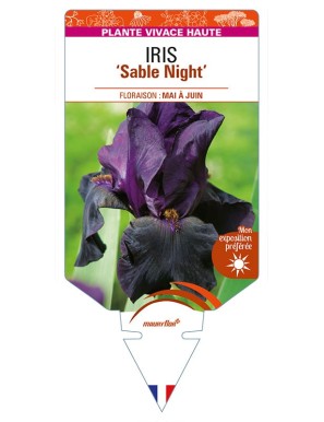 IRIS (germanica) 'Sable Night'
