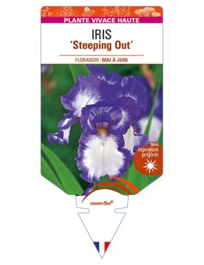 IRIS (germanica) 'Steeping Out'