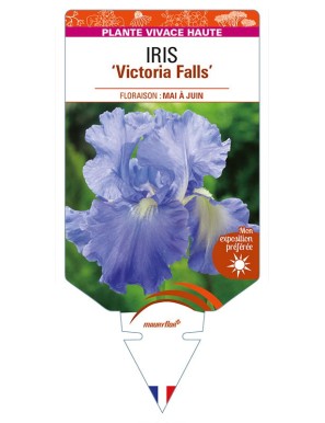 IRIS (germanica) 'Victoria Falls'