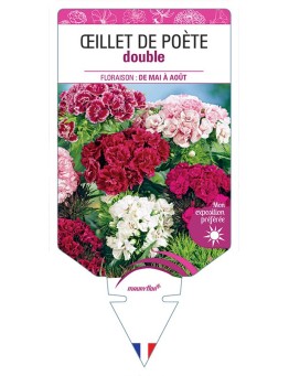 ŒILLET DE POÈTE DOUBLE (VARIÉ)