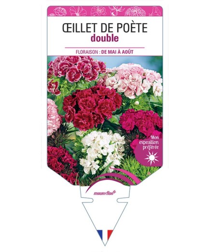 ŒILLET DE POÈTE DOUBLE (VARIÉ)