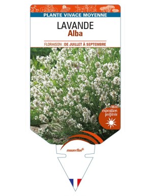 LAVANDULA (angustifolia) 'Alba'