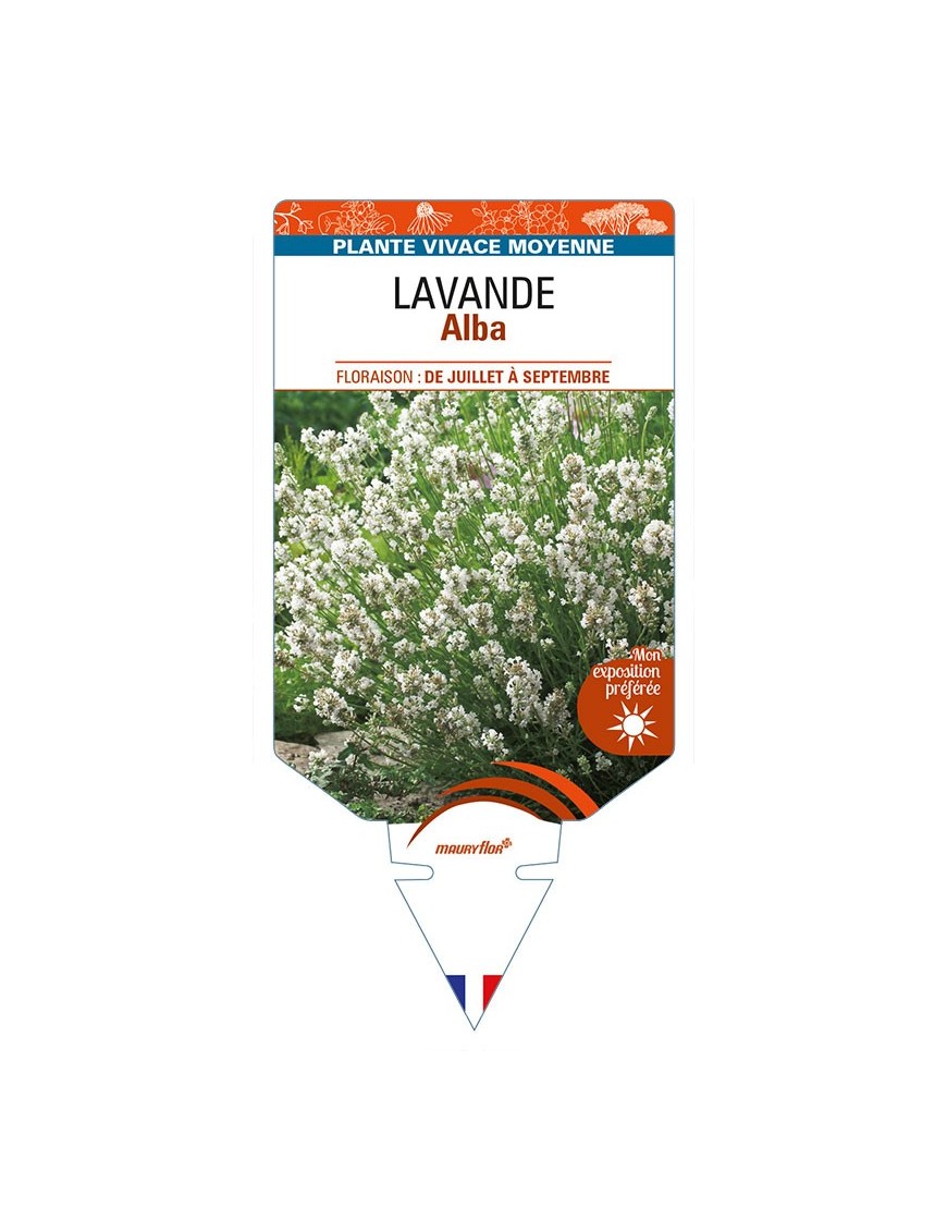 LAVANDULA (angustifolia) 'Alba'