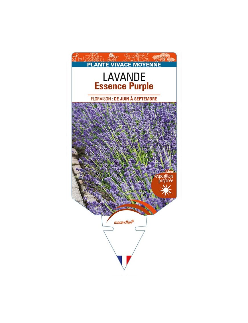LAVANDULA (angustifolia) 'Essence Purple'