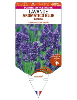 LAVANDULA (angustifolia) AROMATICO BLUE 'Lablusa'