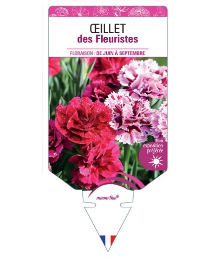 ŒILLET DES FLEURISTES