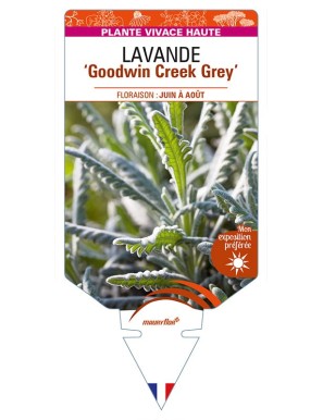 LAVANDULA (x ginginsii) 'Goodwin Creek Grey'