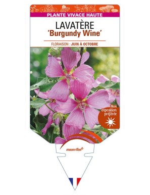LAVATERA 'Burgundy Wine'