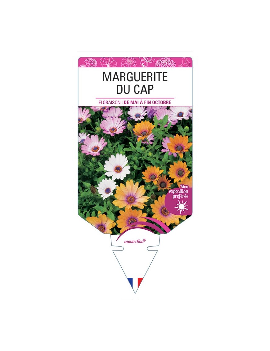 MARGUERITE DU CAP (OSTEOSPERMUM)