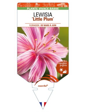 LEWISIA (longipetala) 'Little Plum'