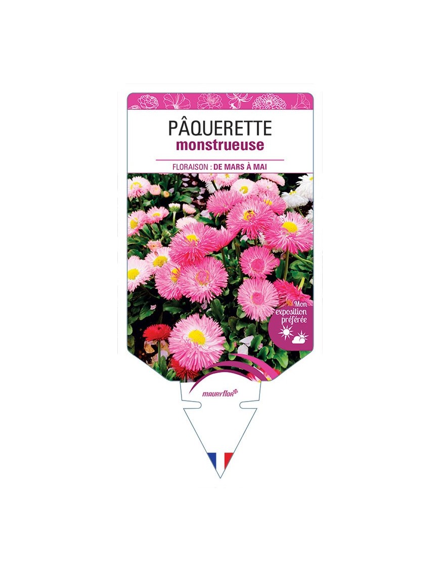 PÂQUERETTE MONSTRUEUSE (VARIÉ)