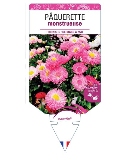 PÂQUERETTE MONSTRUEUSE (VARIÉ)