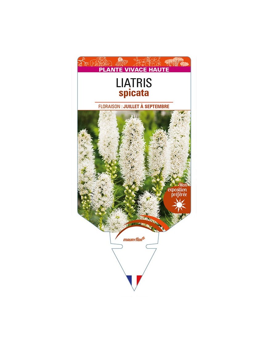 LIATRIS spicata (blanc)