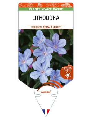 LITHODORA (diffusa)