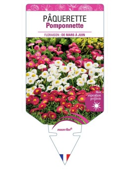 PÂQUERETTE POMPONNETTE (VARIÉE)