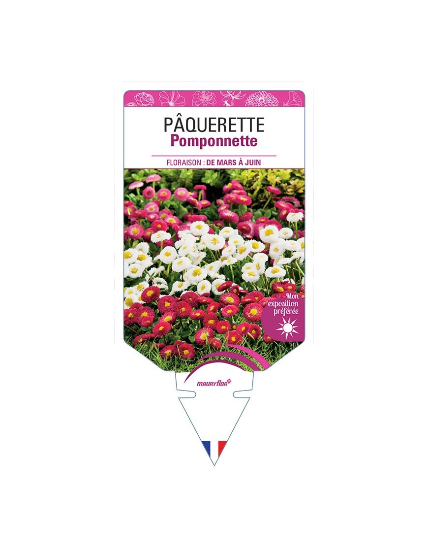 PÂQUERETTE POMPONNETTE (VARIÉE)