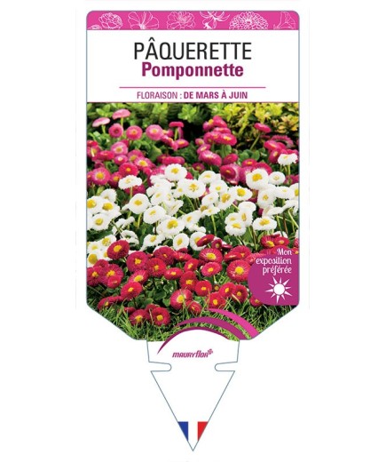 PÂQUERETTE POMPONNETTE (VARIÉE)