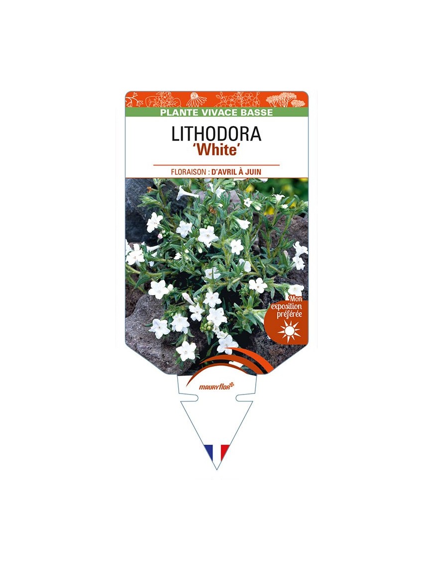 LITHODORA (diffusa) 'White'