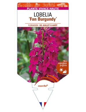 LOBELIA (speciosa) 'Fan Burgundy'