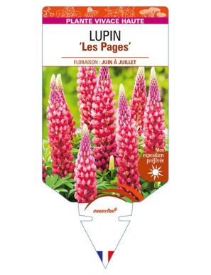 LUPINUS 'Les Pages'