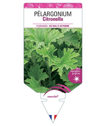 PÉLARGONIUM CITRONELLA
