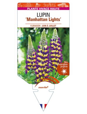 LUPINUS 'Manhattan Lights'