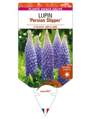 LUPINUS 'Persian Slipper'