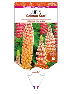 LUPINUS 'polyphyllus' 'Salmon Star'