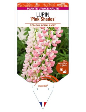 LUPINUS (polyphyllus) 'Pink Shades'