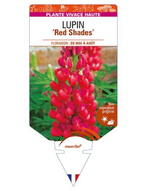 LUPINUS (polyphyllus) 'Red Shades'